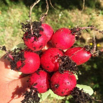 Сад и огород своими руками, цветы на даче, полезные советы дачникам и ...
