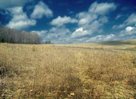 images landscape horizon marsh plant field meadow prairie