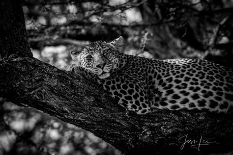 Leopard in a tree Black and White Wildlife Photography Print | Photos ...