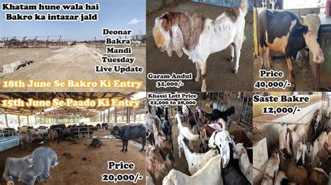 Deonar Bakra Mandi Tuesday Live Market Update 6th June Saste Bakre