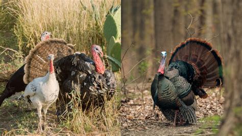 10 Facts About a Turkey - Online Field Guide