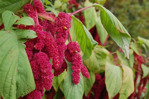 Caracter Sticas E Cultivo Do Amaranto Plantasonya O Seu Blog Sobre