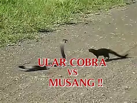 VIDEO ULAR COBRA VS MUSANG ULAR COBRA TERBESAR DI DUNIA DISERANG