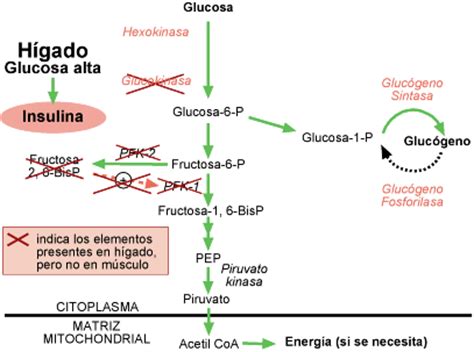 Problemas De Regulaci N Del Metabolismo De Carbohidratos 5040 Hot Sex