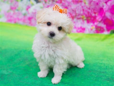 Maltipoo Female