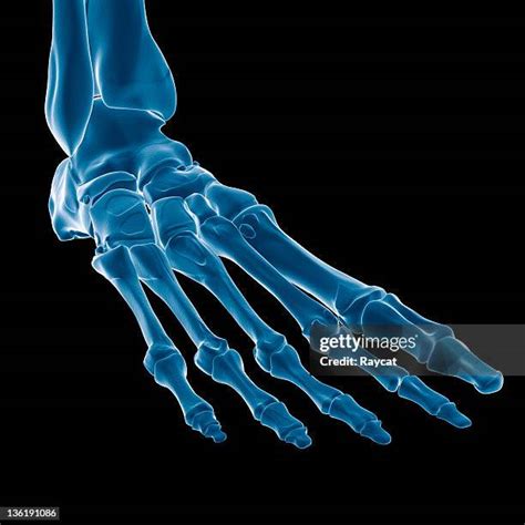 2,112 Skeletal System And Feet Stock Photos, High-Res Pictures, and Images - Getty Images