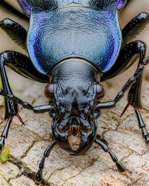 Award Winning Macro Photographer Pete Burford Captures Stunning Close