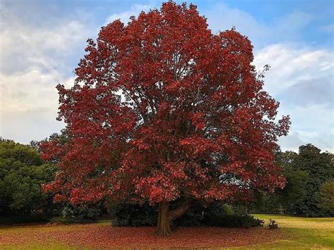 16 Common Types of Oak Trees in Florida (Including Native)