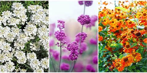 20 Fall Flowers To Plant Pretty Fall Flowering Perennials And Plants