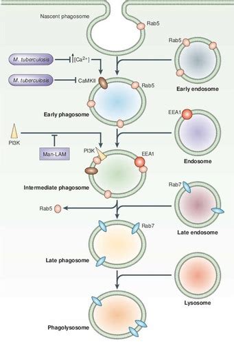 Week 2 L3 Innate Killing Mechanisms Phagocytosis Key Points