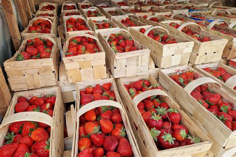 Wyższe hurtowe ceny truskawek i jedna słabsza noc Sad24 pl