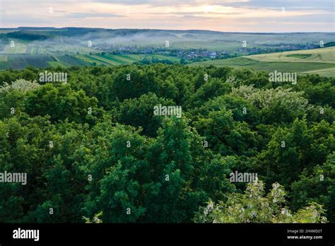 Aerial View Of Dark Green Lush Forest With Dense Trees Canopies In