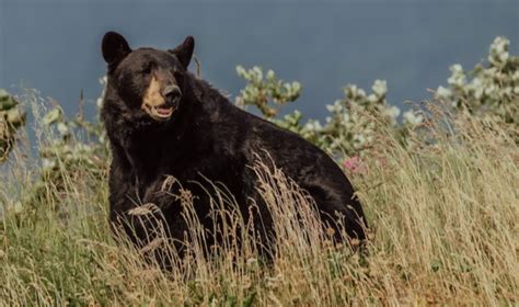 Understanding The Black Bear Population In Asheville Community