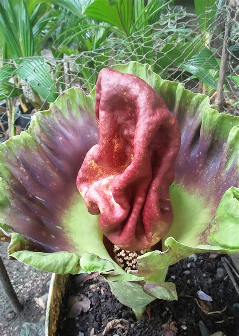 Amorphophallus Paeoniifolius