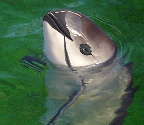 5 Fakta Vaquita Famili Phocoenidae Yang Terancam Punah