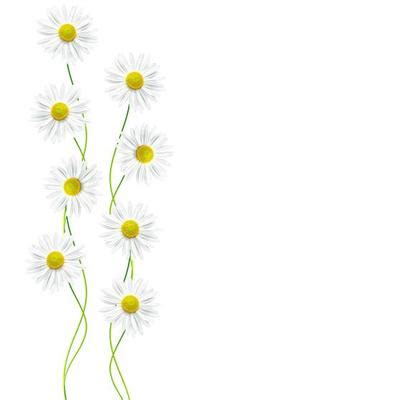 Daisy Line Art Stock Photos, Images and Backgrounds for Free Download