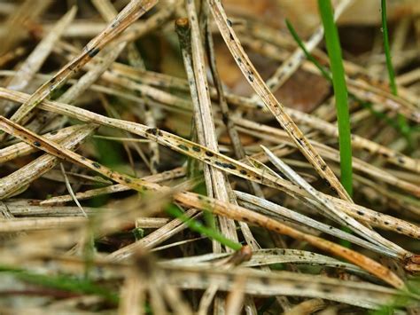 Шютте хвойных пород: лечение и меры борьбы | ARTEM-SAD.RU