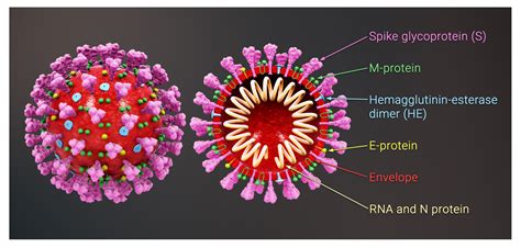 Viruses Free Full Text Biophysical Modeling Of SARS CoV 2 Assembly