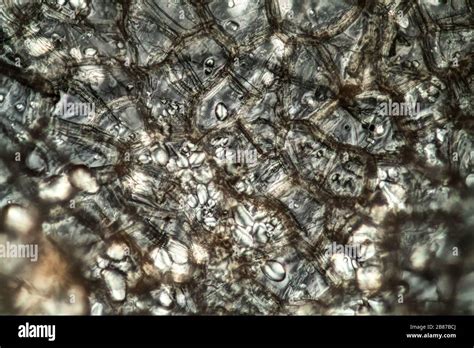 Potato starch grains under the microscope 200x Stock Photo - Alamy