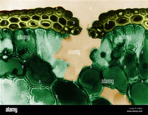 Pine Leaf Cuticle And Epidermal Cells Lm Stock Photo Alamy