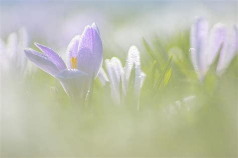 Spring Lovely Bonito Cute Green Flower Flowers Nature Pink Hd