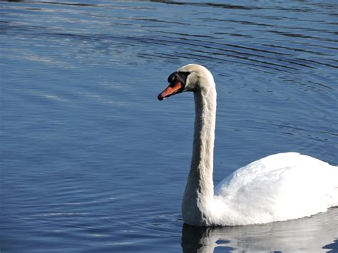 Free Images Landscape Nature Wing White Lake Animal River