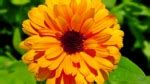 21 Beautiful Calendula Varieties For Your Garden