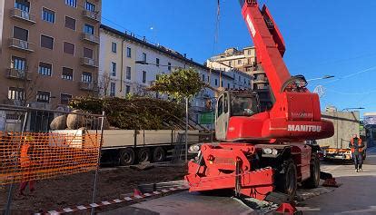 In Corso Concordia Arrivano I Nuovi Alberi Dopo Il Nubifragio