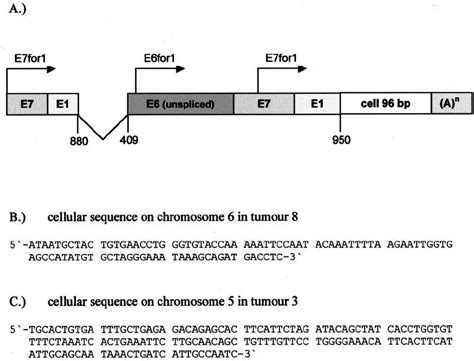 Characterization Of The Viral Cellular Fusion Transcripts A