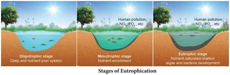 Eutrophication Stages