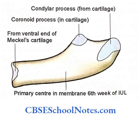 Bones Of The Skull Notes Cbse School Notes