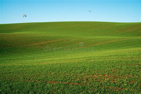 Mid-winter Landscape in Southern Denmark Stock Image - Image of ...