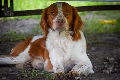 Akc Brittany Spaniels Excellent Pedigree