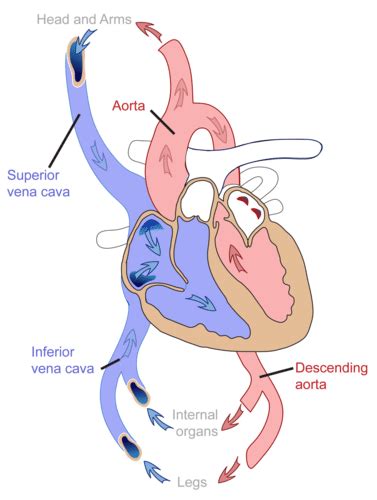 Circulatory System Read Biology Ck 12 Foundation