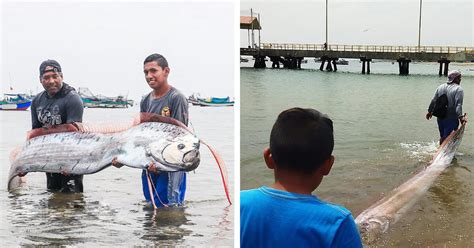 Tumbes Pez Remo De Metros De Largo Aparece En Las Costas De La Playa