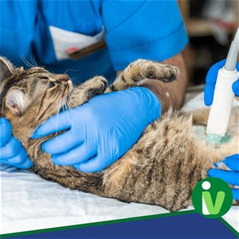 Curso De Ultrassonografia Em Cães E Gatos