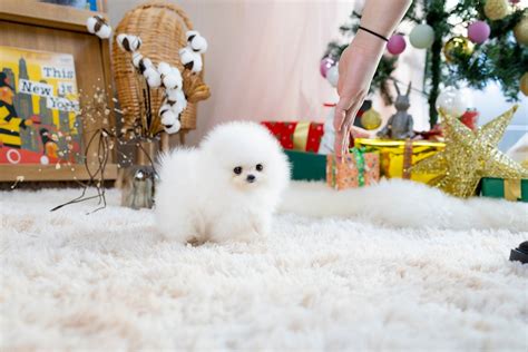 Snowball - Teacup Pomeranian - Brand's Teacup Puppies INC