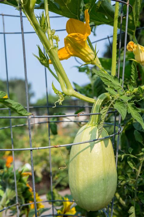 Growing Spaghetti Squash Hgtv