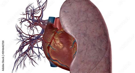 pulmonary arteries  blood vessels  carry blood    stock illustration adobe stock