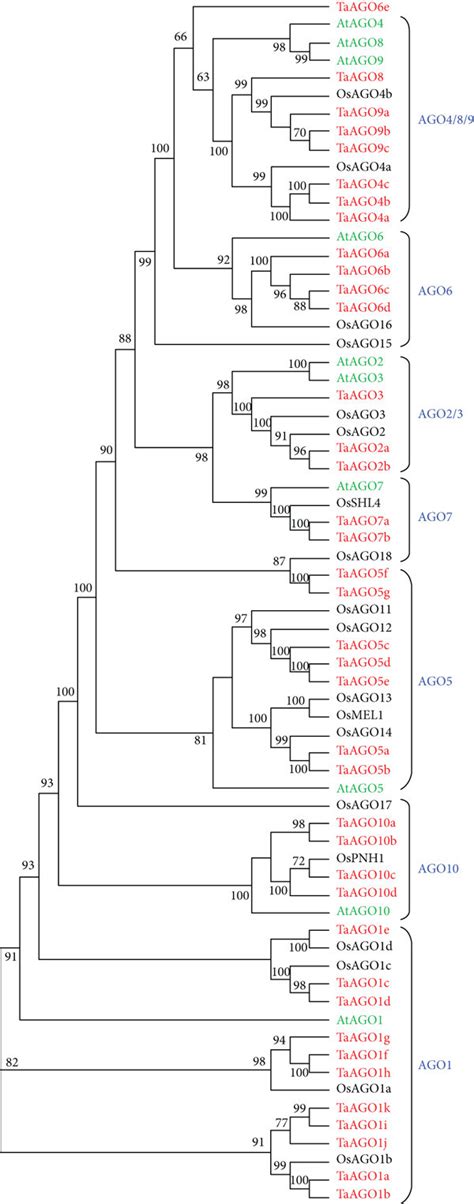 Phylogenetic Trees Based On The RNAi Related Proteins Of Wheat Rice