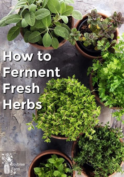 Fermented Fresh Herbs Preserve The Intense Flavor While Adding Probiotics