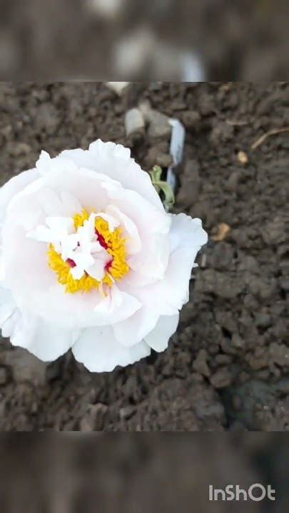 Пион древовидный Снежная пагода. #plant #сад #gardening #flower #мойсад ...