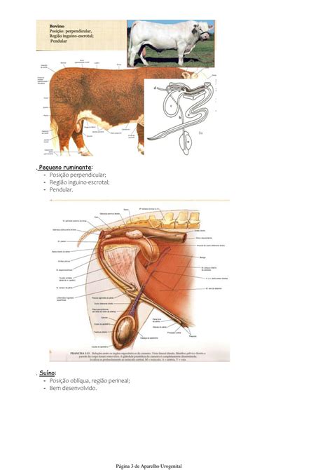 Solution Anatomia Do Sistema Reprodutor Masculino Dos Animais Dom