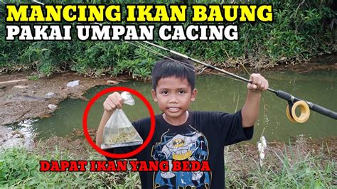 MANCING IKAN BAUNG PAKAI UMPAN CACING YouTube