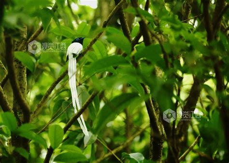 江西分宜：守护生物多样性 共建美丽星球 视觉江西 大江网首页