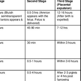 Stages Of Labor Diagram