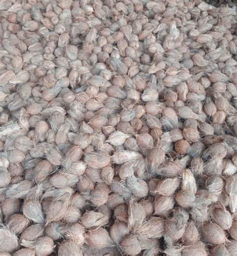 Light Brown Solid Organic Semi Husked Coconut For Pooja Medicines