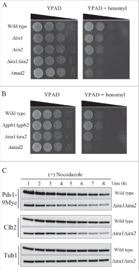 Ira And Ira Are Involved In The Spindle Assembly Checkpoint Sac