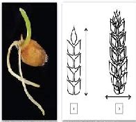 Effect of Temperature on Germination of Wheat Seed | My Best Writer