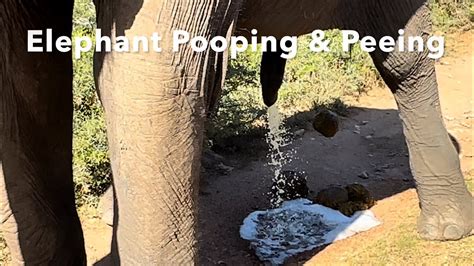 Elephant Pooping And Peeing South Africa Youtube